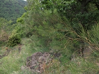nte Rinatu-20110615 042